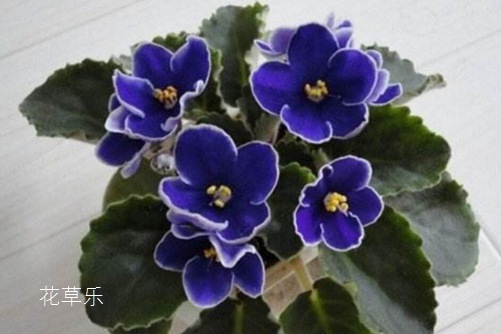 非洲堇怎么浇水,是非洲堇养植的不死秘诀