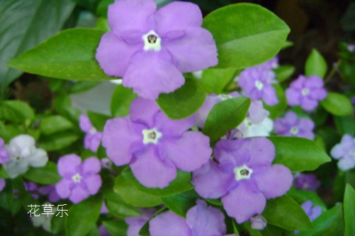 双色茉莉怎么修剪?一朵花上阅尽昨天、今天和明天