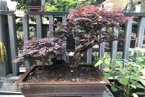 继木盆景每年都回片严重(立枯病),什么原因造成,如何预防?