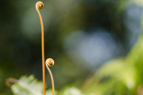 蕨菜图片,高清蕨菜图片大全