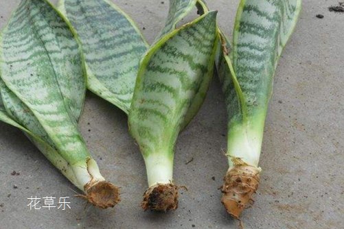 虎皮兰居然有30多个品种你知道吗?虎皮兰怎么移植