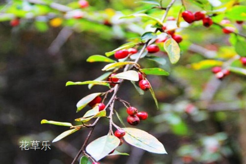 荼蘼花开-末日之美,荼蘼花图片大全!