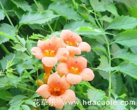 敬佩和声誉、慈母之爱:紫葳花语(凌霄花花语)
