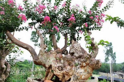 紫薇怎么养可以花开百日?采用轮次修剪法可以做到