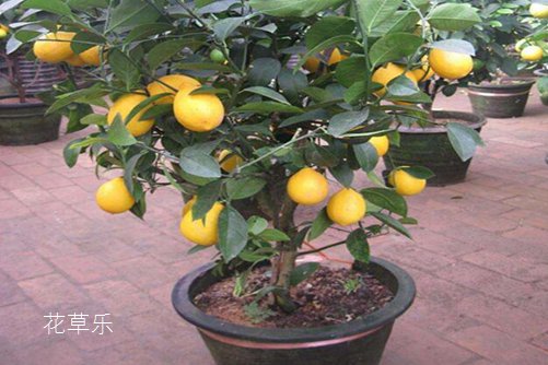 我的的柠檬盆栽被柠檬果压弯了腰。柠檬盆栽怎么养?才能硕果累累