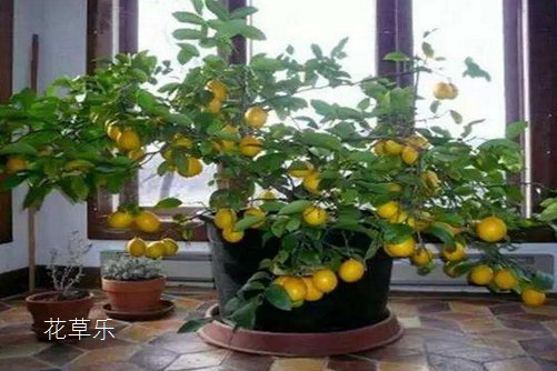 我的的柠檬盆栽被柠檬果压弯了腰。柠檬盆栽怎么养?才能硕果累累