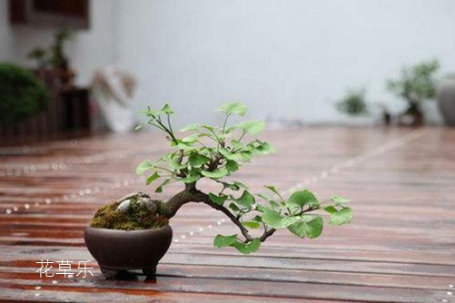 盆栽银杏怎么养?银杏树的盆栽种植与养护方法介绍