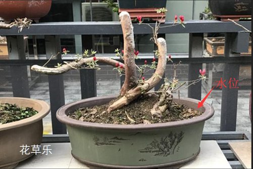 杜鹃花怎样浇水,花开得才艳丽而且花期又长