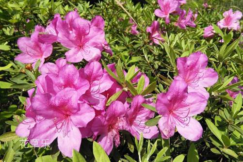 杜鹃花怎样浇水,花开得才艳丽而且花期又长